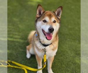 Shiba Inu-Siberian Husky Mix Dogs for adoption in Las Vegas, NV, USA