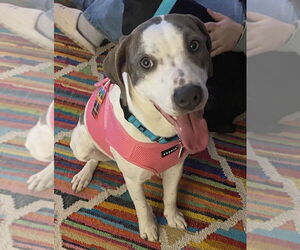 Mutt Dogs for adoption in Greenbelt, MD, USA