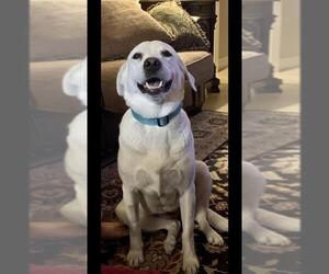 Labrador Retriever Dogs for adoption in Santa Fe, TX, USA