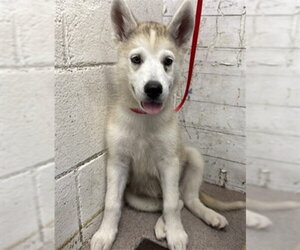 Siberian Husky Dogs for adoption in San Bernardino, CA, USA