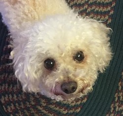 Poodle (Toy) Dogs for adoption in Wheaton, IL, USA