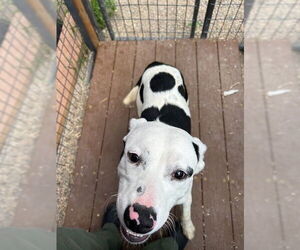 American Pit Bull Terrier Dogs for adoption in Frisco, CO, USA