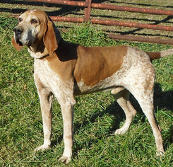 English Coonhound Dogs for adoption in Stockport, OH, USA