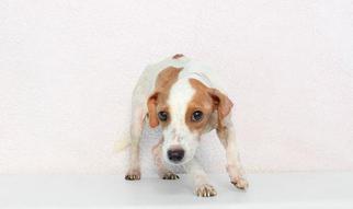 Rat-Cha Dogs for adoption in Columbus, GA, USA