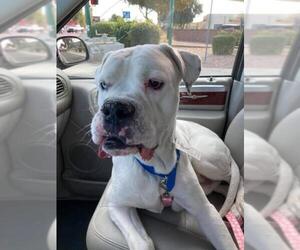 American Bulldog Dogs for adoption in Glendale , AZ, USA
