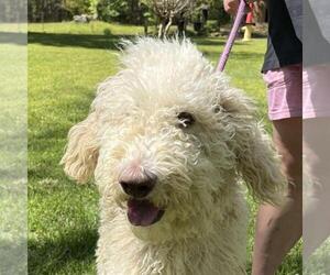 Poodle (Standard)-Unknown Mix Dogs for adoption in Yardley, PA, USA