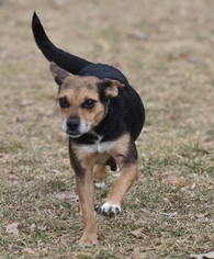 Puggle Dogs for adoption in Mechanicsburg, PA, USA