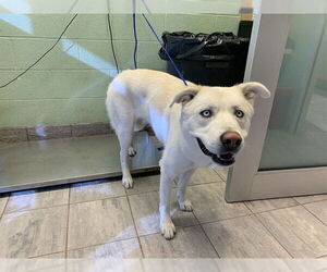 Medium Photo #2 Siberian Husky-Unknown Mix Puppy For Sale in Grand Prairie, TX, USA