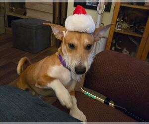 Jack Russell Terrier-Unknown Mix Dogs for adoption in Princeton, MN, USA