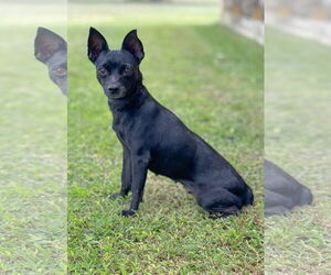 Chihuahua-Unknown Mix Dogs for adoption in PIPE CREEK, TX, USA