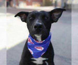 Mutt Dogs for adoption in San Antonio, TX, USA