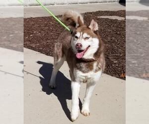 Siberian Husky Dogs for adoption in Thomasville, NC, USA