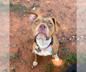 Mutt Dogs for adoption in OKLAHOMA CITY, OK, USA