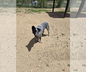 Mutt Dogs for adoption in Maquoketa, IA, USA