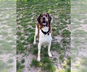 Small Beagle-English Springer Spaniel Mix