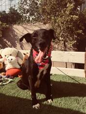 Borador Dogs for adoption in Dana Point, CA, USA