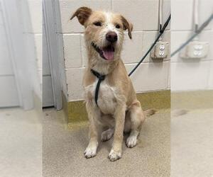 Mutt Dogs for adoption in Grand Prairie, TX, USA