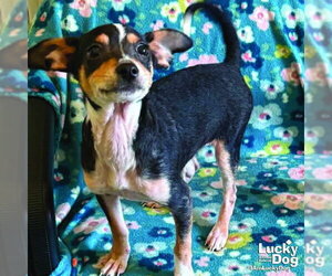 Chihuahua-Unknown Mix Dogs for adoption in Washington, DC, USA
