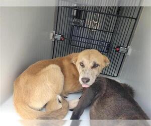 Labrador Retriever Dogs for adoption in Houston, TX, USA