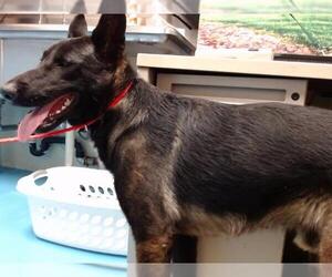 German Shepherd Dog-Unknown Mix Dogs for adoption in Moreno Valley, CA, USA