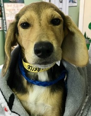 Medium Photo #129 Beagle Puppy For Sale in Calverton, NY, USA