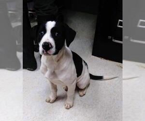 Pointer Dogs for adoption in Clarkesville, GA, USA