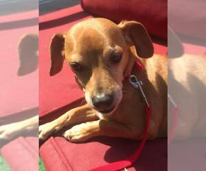 Chiweenie Dogs for adoption in Irvine, CA, USA