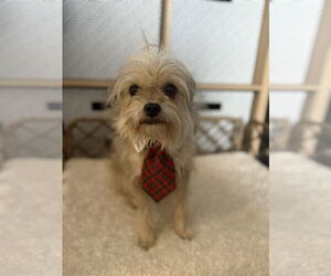 Mutt Dogs for adoption in Plainfield, IL, USA