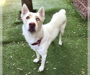 Huskies -Unknown Mix Dogs for adoption in Minneapolis, MN, USA