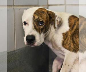 American Staffordshire Terrier-Unknown Mix Dogs for adoption in San Antonio, TX, USA