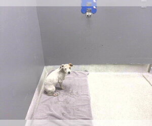 Rat Terrier-Unknown Mix Dogs for adoption in Tallahassee, FL, USA