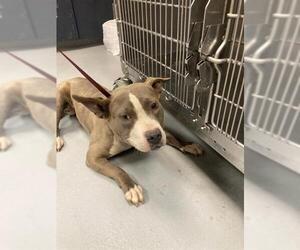 American Pit Bull Terrier Dogs for adoption in Fayetteville, NC, USA