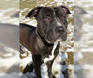 American Pit Bull Terrier-Unknown Mix Dogs for adoption in Evansville, IN, USA