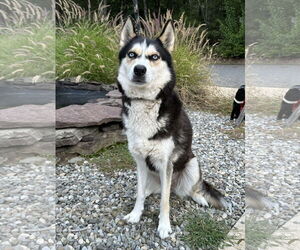 Siberian Husky-Unknown Mix Dogs for adoption in Manahawkin, NJ, USA