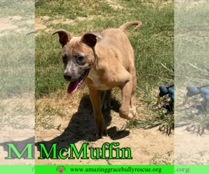 Staffordshire Bull Terrier-Unknown Mix Dogs for adoption in Pensacola, FL, USA