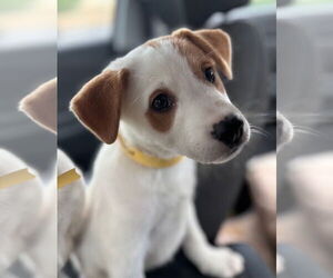 Carolina Dog-Unknown Mix Dogs for adoption in Sanford, FL, USA