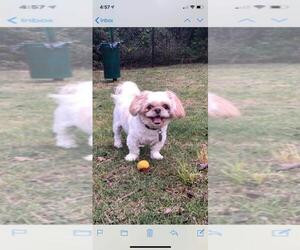 Shih Tzu Dogs for adoption in Jacksonville, FL, USA