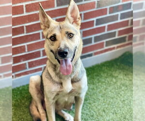 German Shepherd Dog-Unknown Mix Dogs for adoption in Edmond, OK, USA