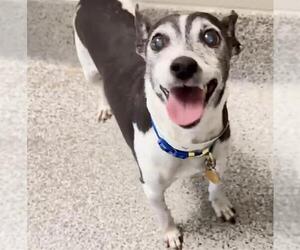 Chihuahua-Unknown Mix Dogs for adoption in Houston, TX, USA