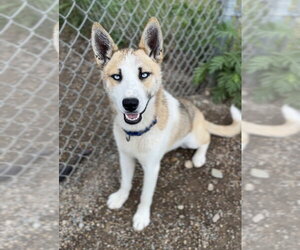 Siberian Husky-Unknown Mix Dogs for adoption in Bemidji, MN, USA