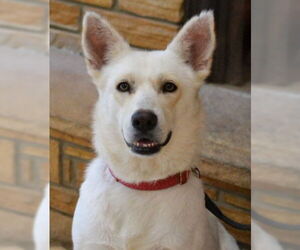 German Shepherd Dog Dogs for adoption in Germanton, TN, USA