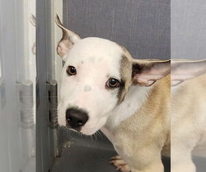 Mutt Dogs for adoption in Hilton Head, SC, USA