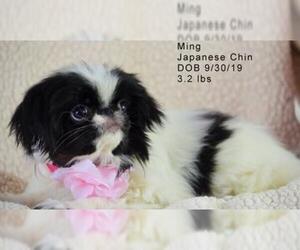 Japanese Chin Dogs for adoption in Bon Carbo, CO, USA
