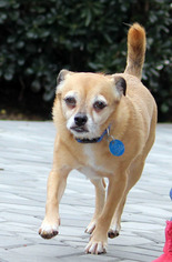 Chihuahua-Unknown Mix Dogs for adoption in Antioch, CA, USA