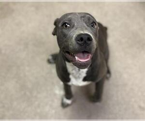 American Pit Bull Terrier Dogs for adoption in HESPERIA, CA, USA