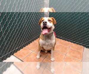 Mutt Dogs for adoption in Downey, CA, USA