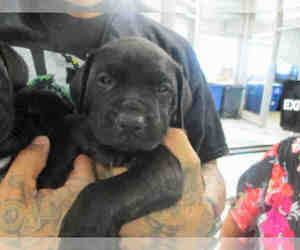 Boxweiler Dogs for adoption in Oklahoma City, OK, USA