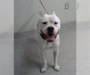 American Staffordshire Terrier-Unknown Mix Dogs for adoption in Pasadena, TX, USA