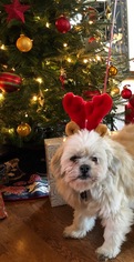 Lhasa Apso-Unknown Mix Dogs for adoption in Asheville, NC, USA