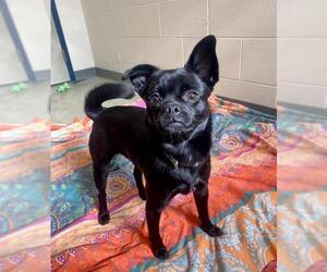 Chug Dogs for adoption in Fort Wayne, IN, USA